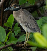 Yellow-crowned Night Heron