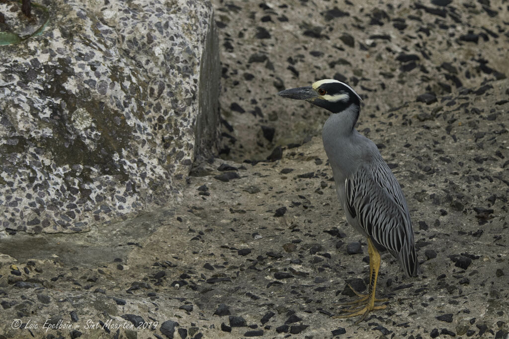 Yellow-crowned Night Heron