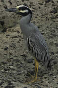 Yellow-crowned Night Heron