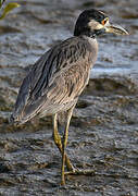 Yellow-crowned Night Heron