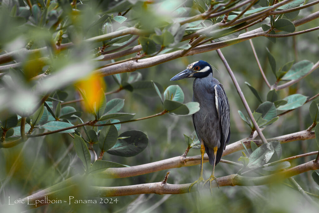 Yellow-crowned Night Heron