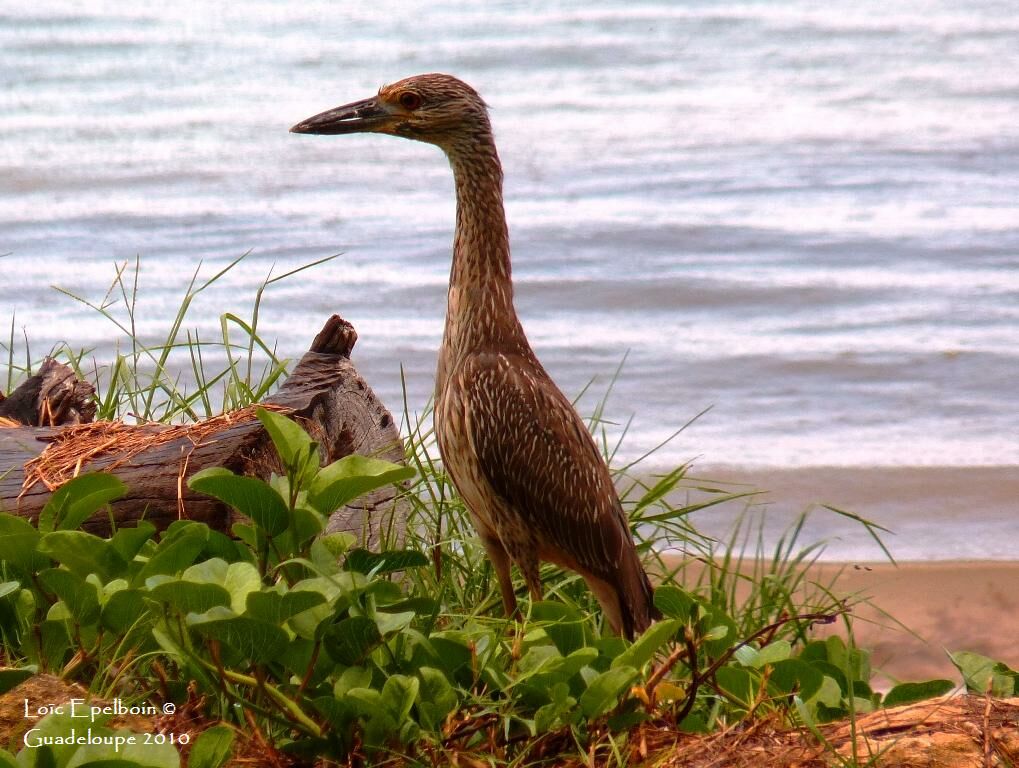 Yellow-crowned Night Heron