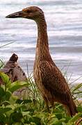 Yellow-crowned Night Heron