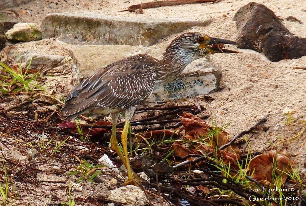 Yellow-crowned Night Heron