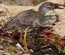 Yellow-crowned Night Heron