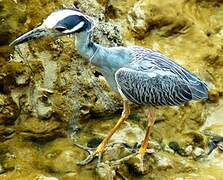 Yellow-crowned Night Heron