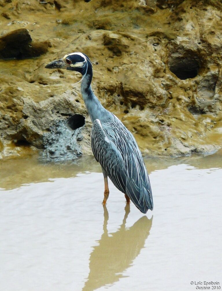 Yellow-crowned Night Heron