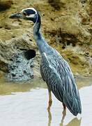 Yellow-crowned Night Heron