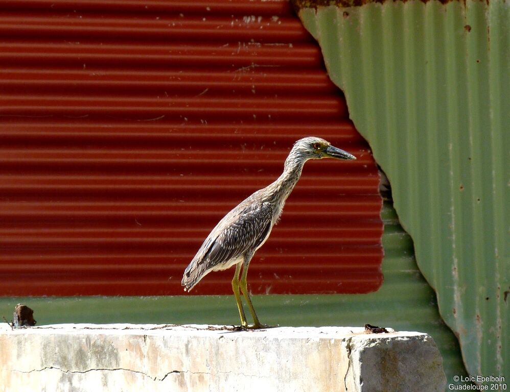 Yellow-crowned Night Heron