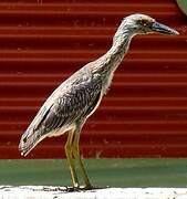 Yellow-crowned Night Heron