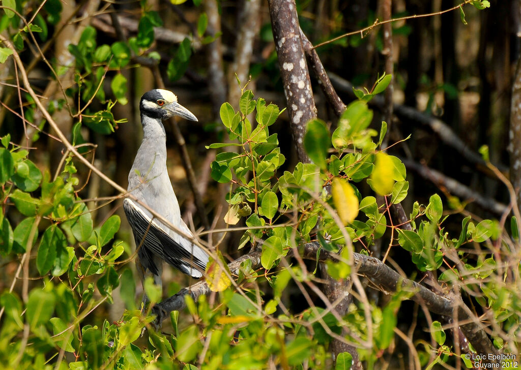 Yellow-crowned Night Heron