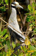 Yellow-crowned Night Heron