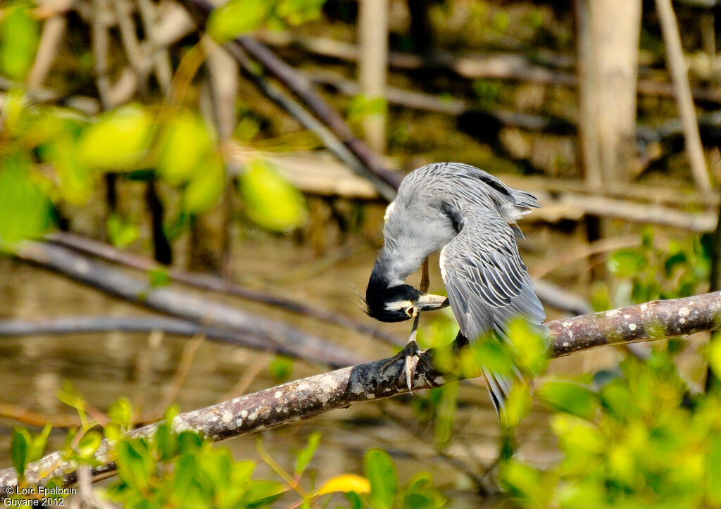 Yellow-crowned Night Heron