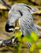 Yellow-crowned Night Heron