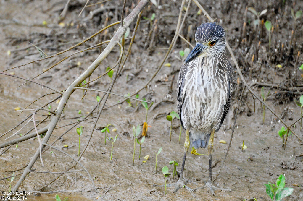 Yellow-crowned Night Heron