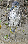 Yellow-crowned Night Heron