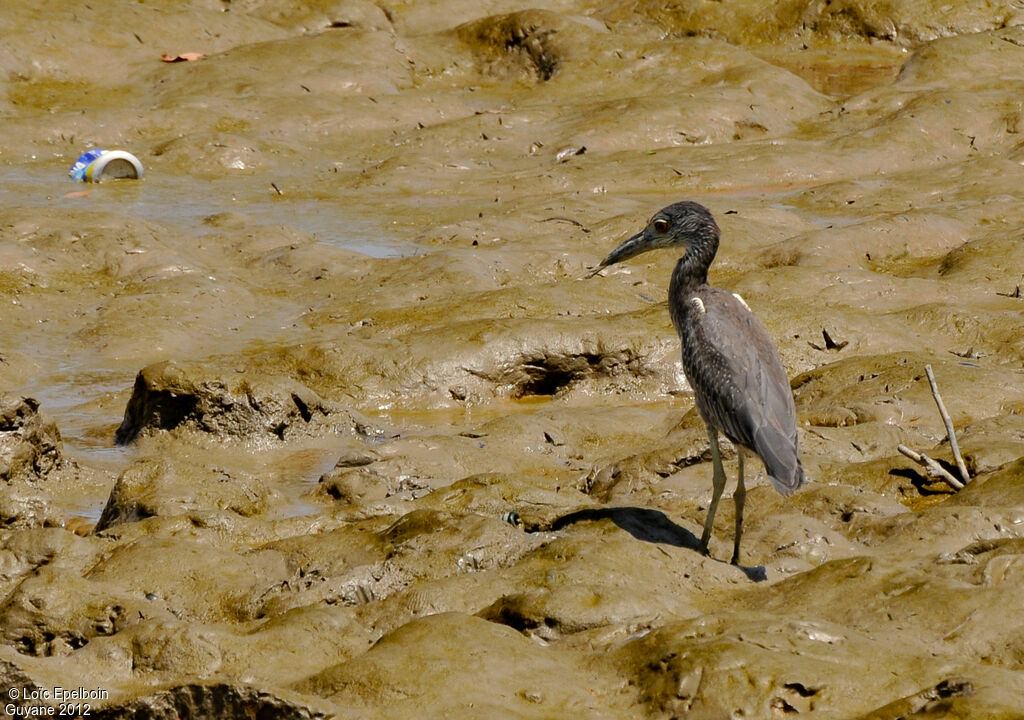 Yellow-crowned Night Heron