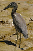 Yellow-crowned Night Heron