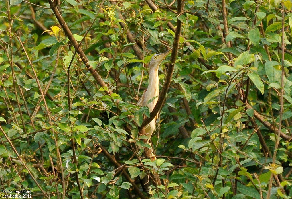 Yellow Bittern