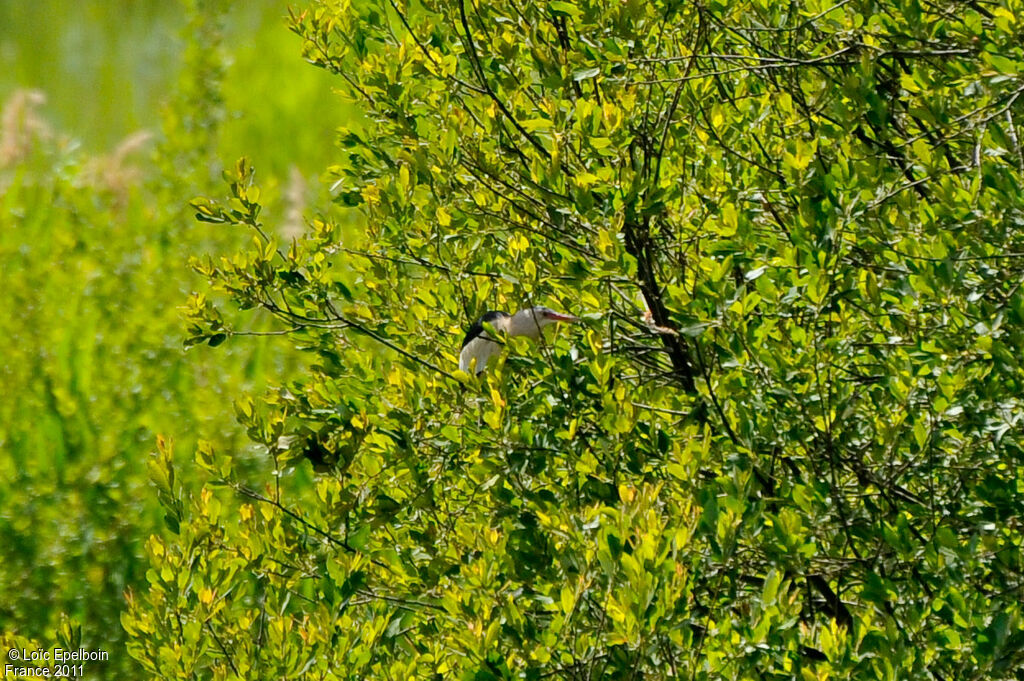 Little Bittern