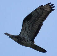 European Honey Buzzard