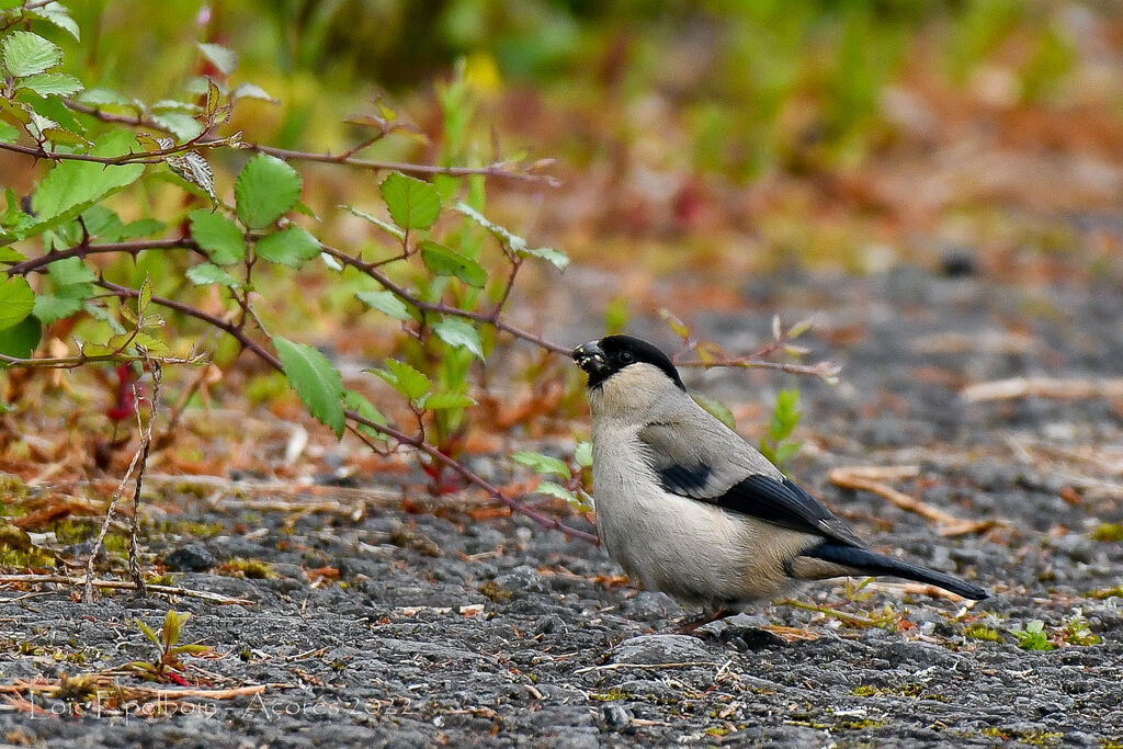 Azores Bullfinch