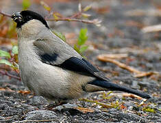 Azores Bullfinch