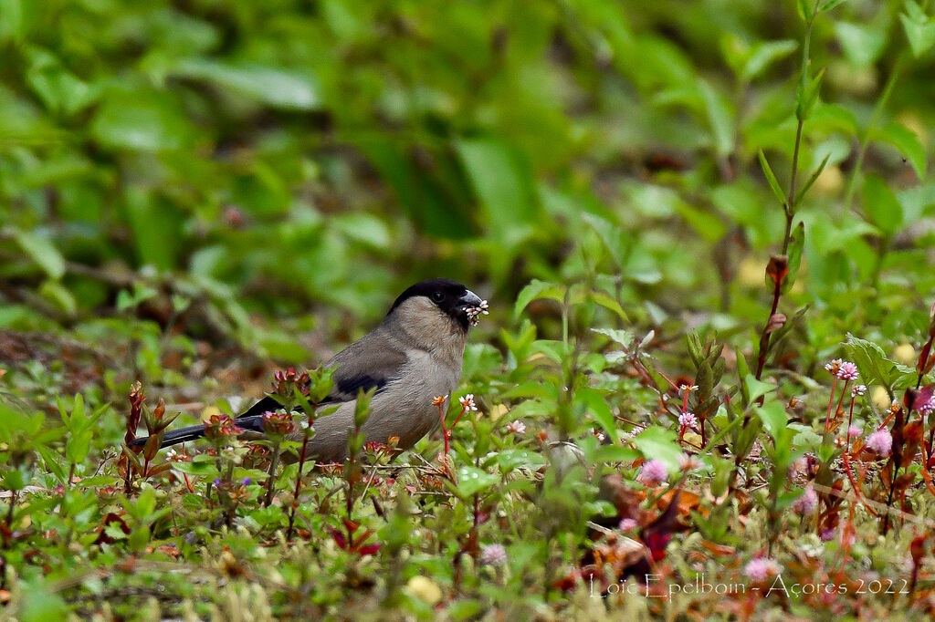 Azores Bullfinch