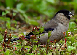 Azores Bullfinch