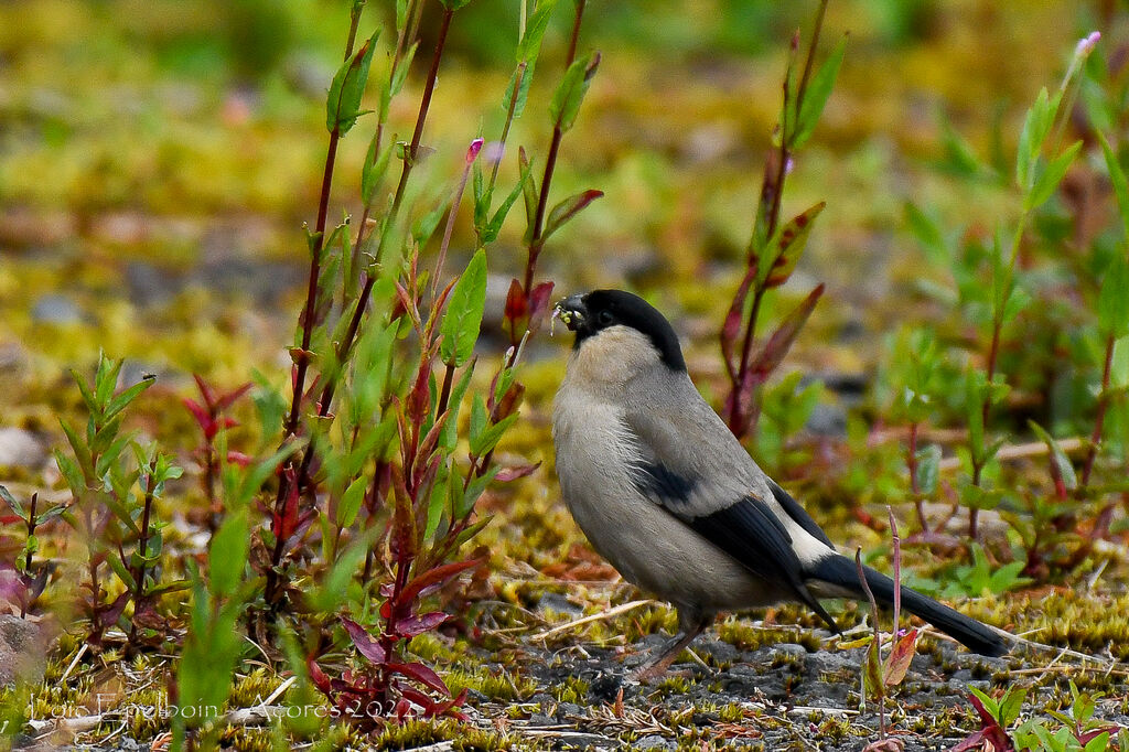 Azores Bullfinch