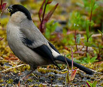 Azores Bullfinch