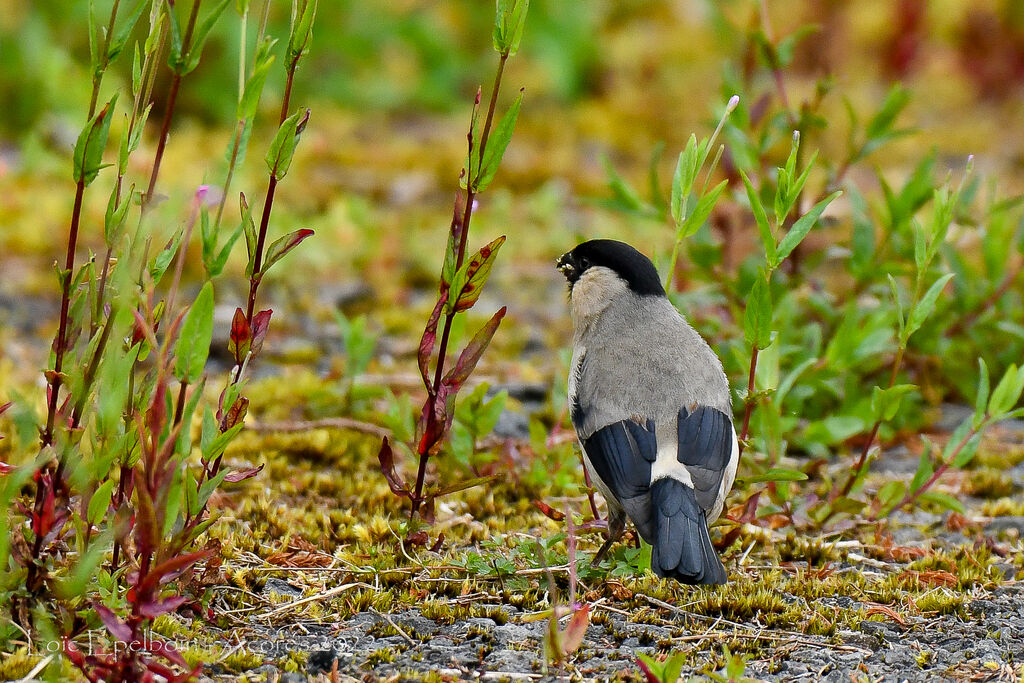 Azores Bullfinch