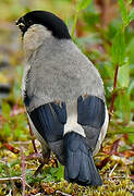 Azores Bullfinch