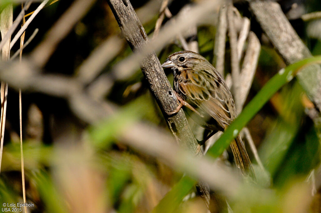 Song Sparrow