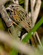 Song Sparrow