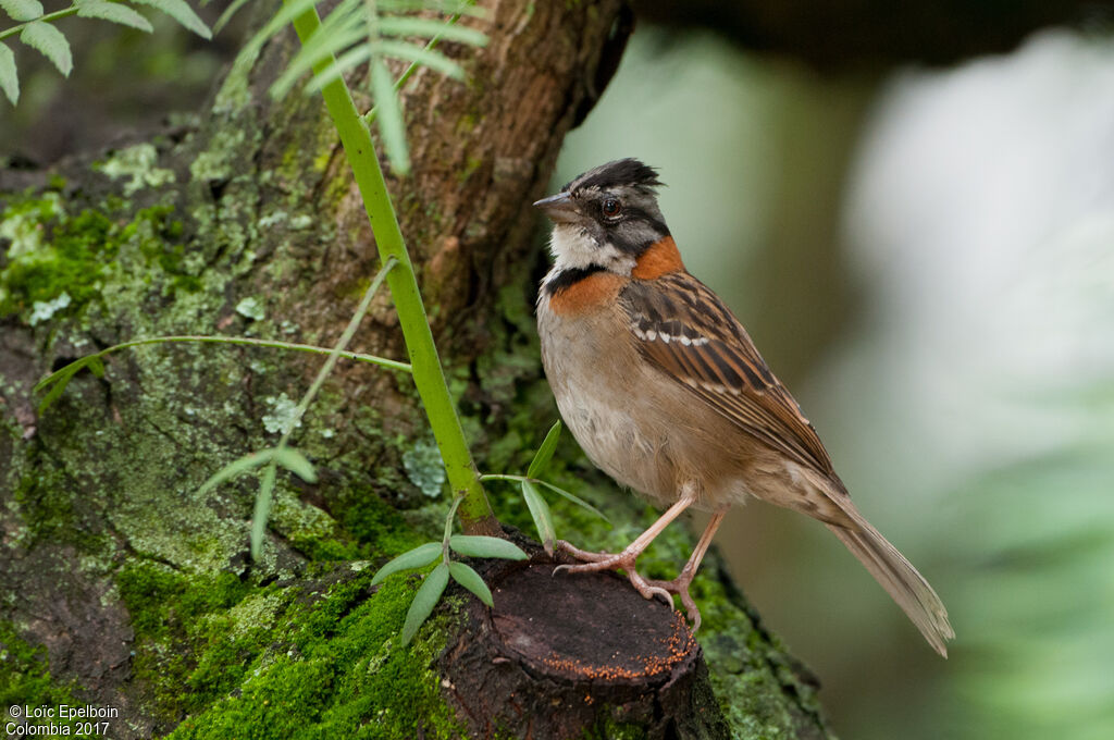 Rufous-collared Sparrow