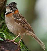 Rufous-collared Sparrow