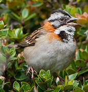 Rufous-collared Sparrow