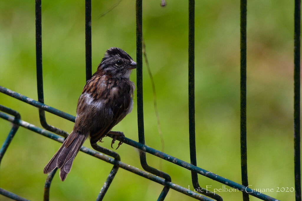 Rufous-collared Sparrow