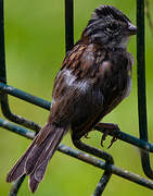 Rufous-collared Sparrow