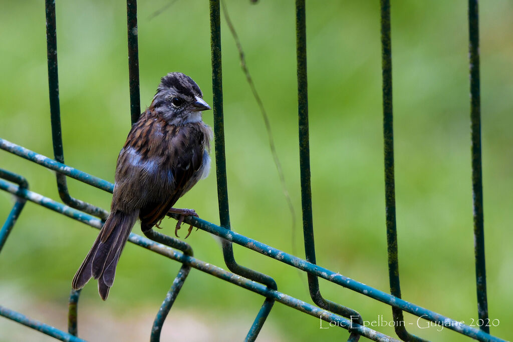 Rufous-collared Sparrow