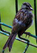 Rufous-collared Sparrow