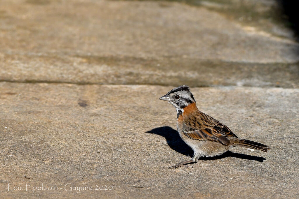 Rufous-collared Sparrow