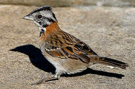 Rufous-collared Sparrow