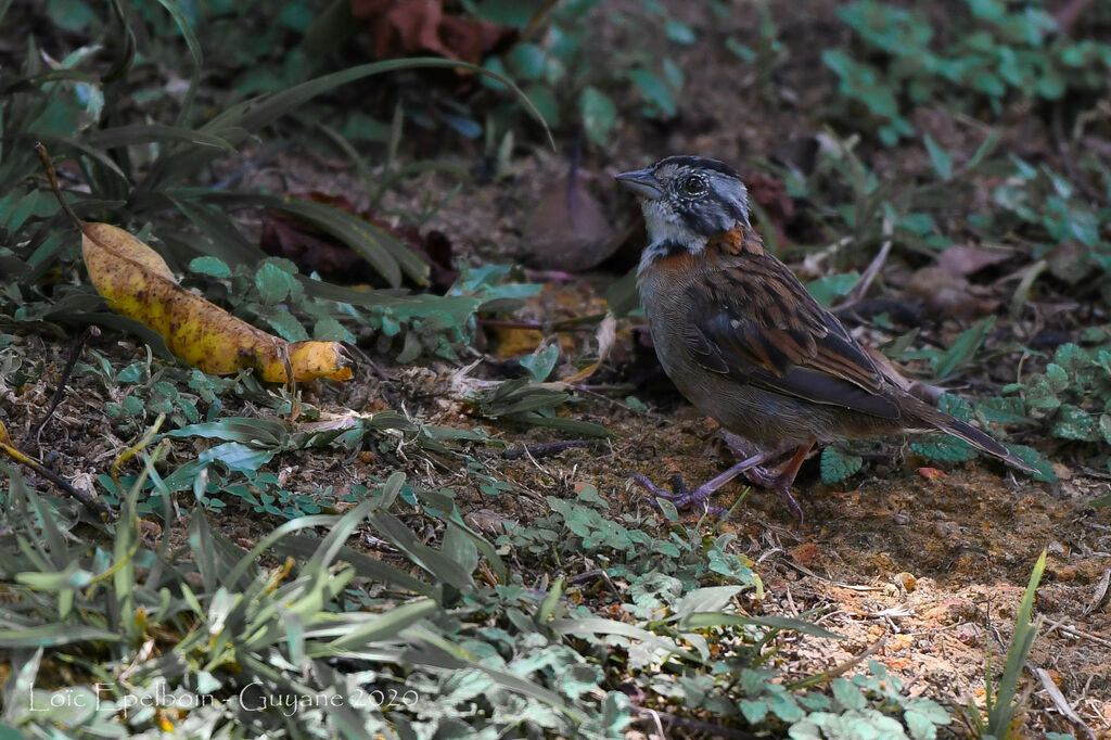 Rufous-collared Sparrow