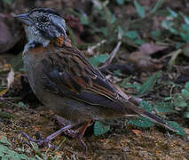 Rufous-collared Sparrow