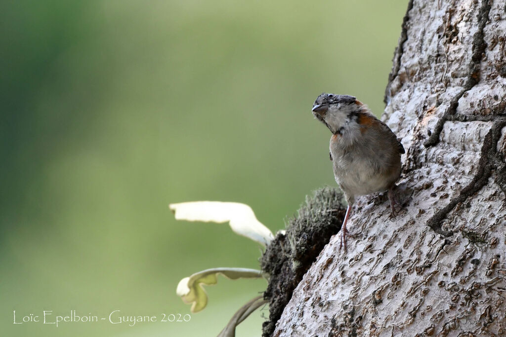 Rufous-collared Sparrow