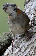 Rufous-collared Sparrow