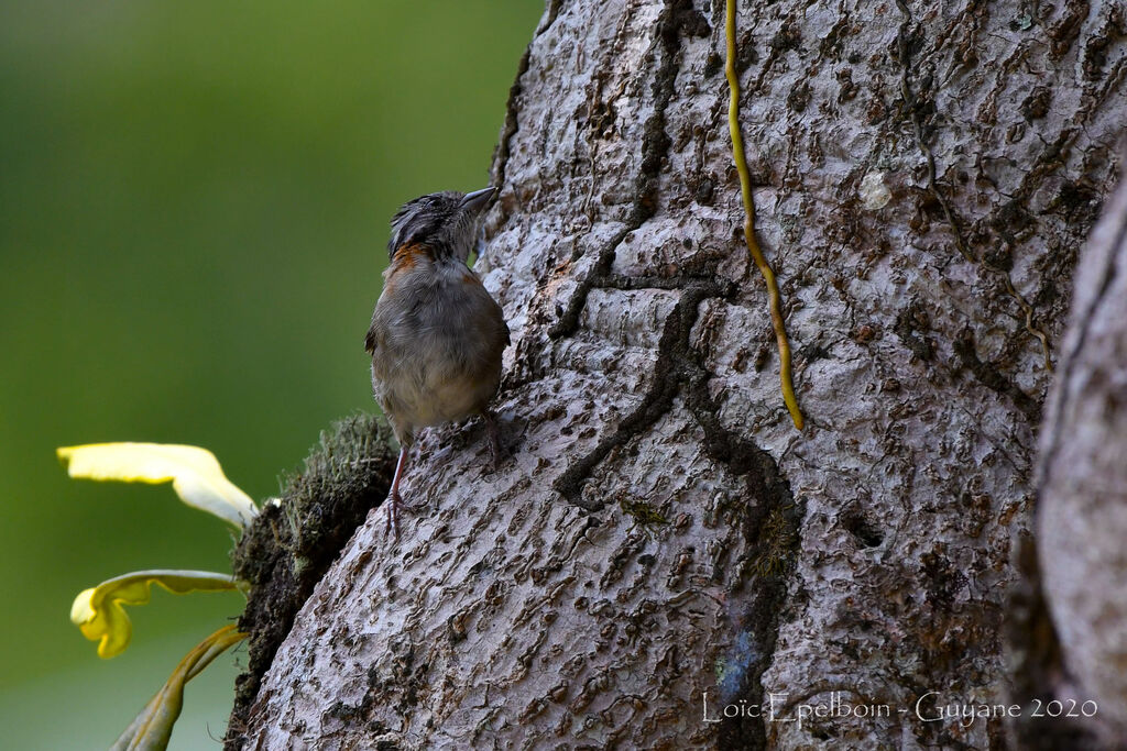 Rufous-collared Sparrow