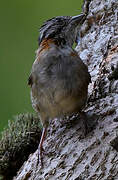 Rufous-collared Sparrow